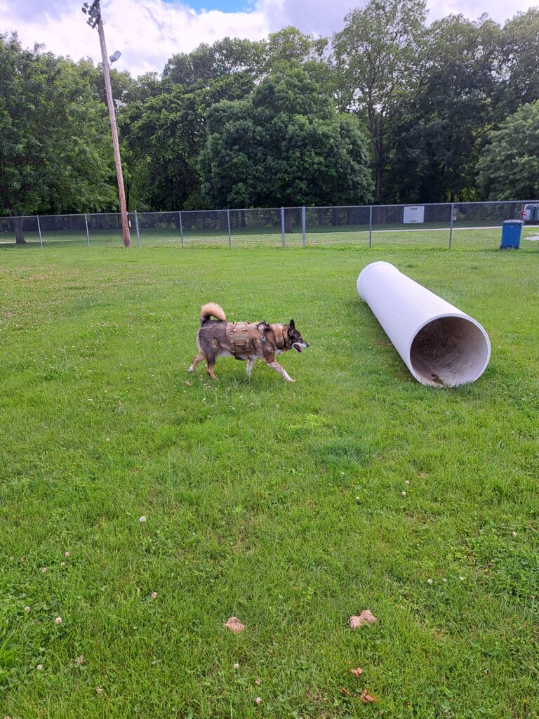Chip loving life at the dog park, where he has befriended many canines in a short span of time.