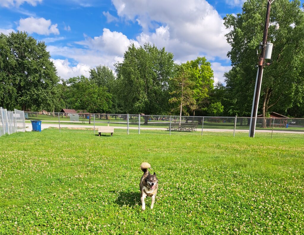 A good day to be Chip: Chip at the dog park, loving life, his mood matching the weather.