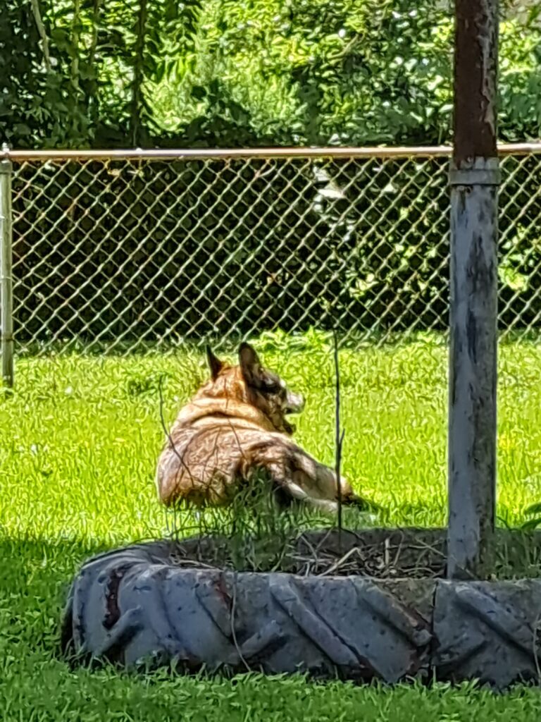 Chip in one of his favorite spots, a nice sunny patch of grass in the backyard. He's so much like his sister.