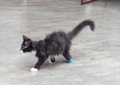 The real star of the show, Bentley was born with club foot on his hind legs, but it didn't stop him from strutting his stuff.