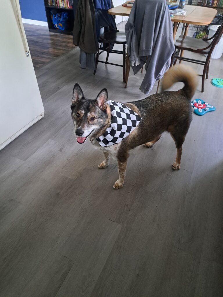 Chip showing off his new bandana because Dad can't say no to a rummage deal during River Rally.